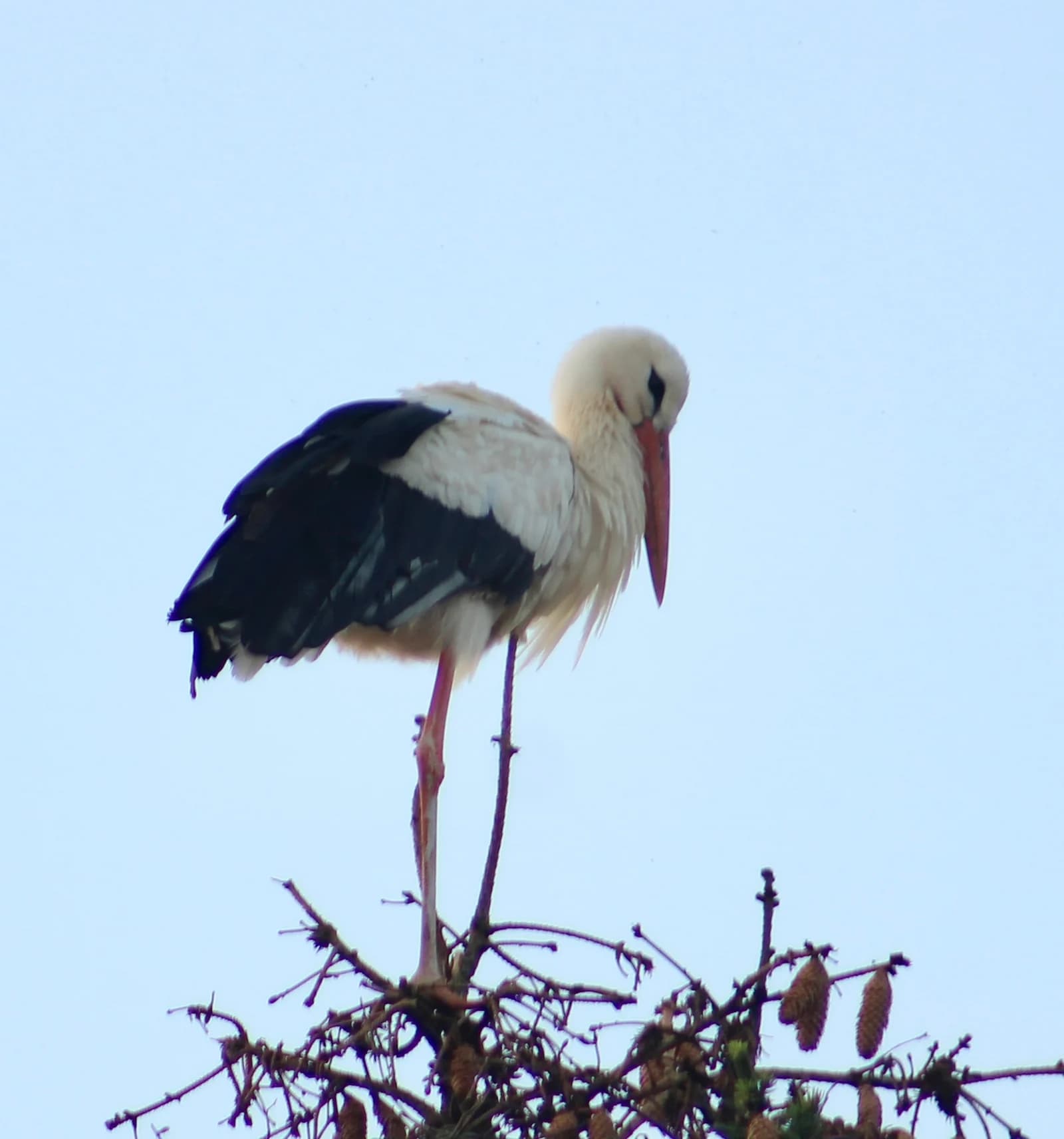 A white stork stands on branches against a pale blue sky.