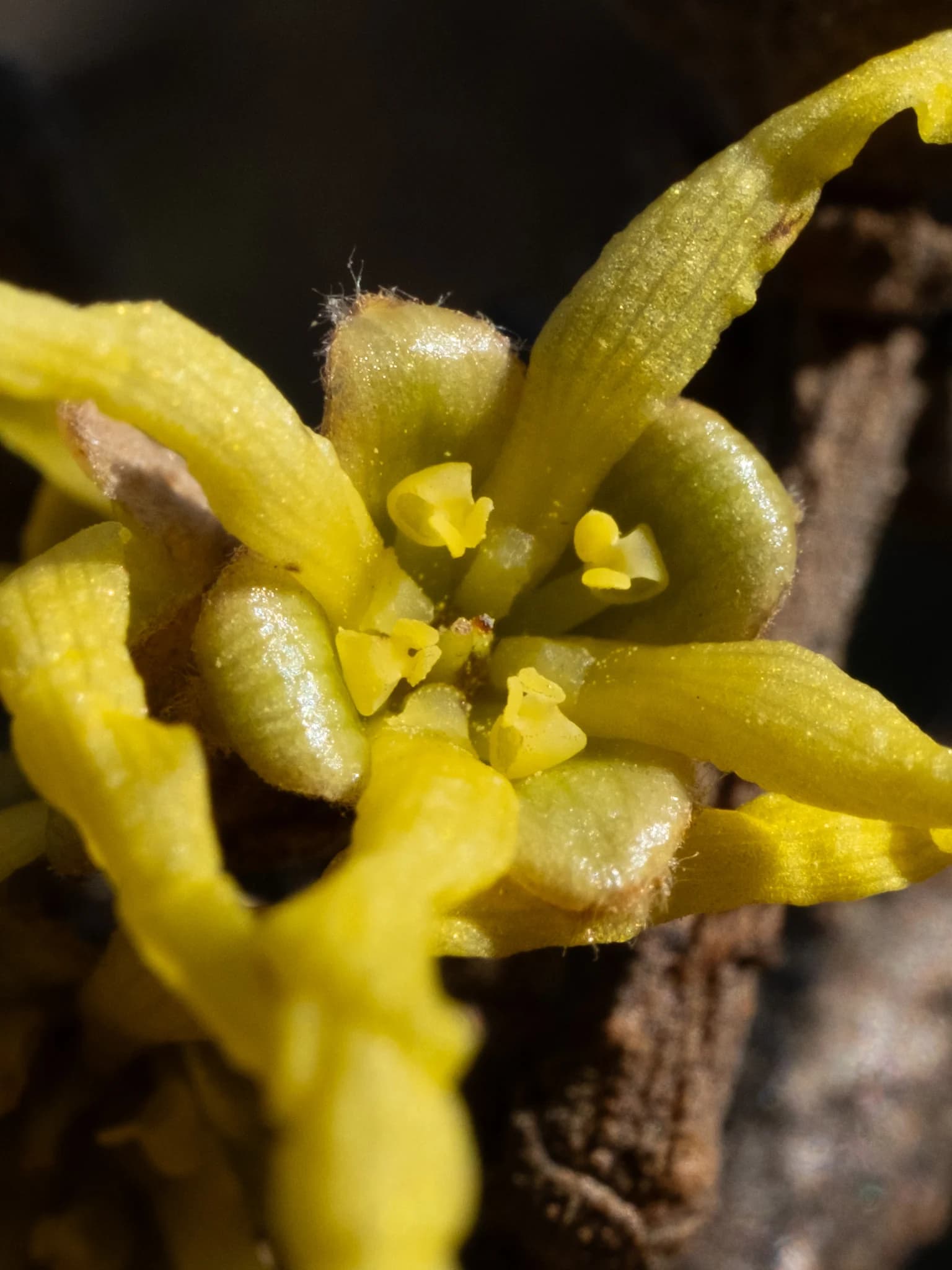 A close-up shows the yellow petals and centre of an American witch-hazel flower.