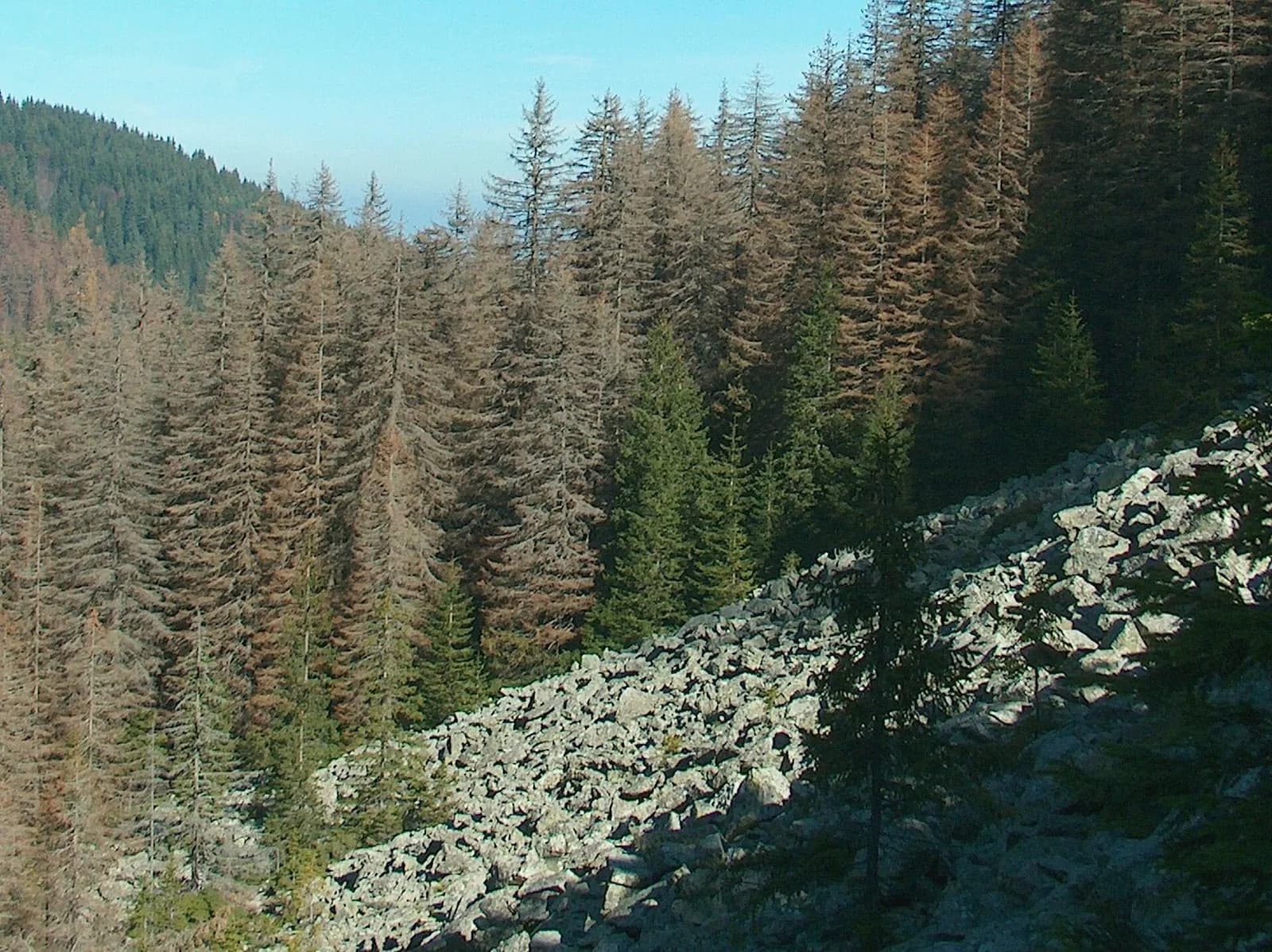 A broad stone river of boulders between wooded slopes on Vitosha.