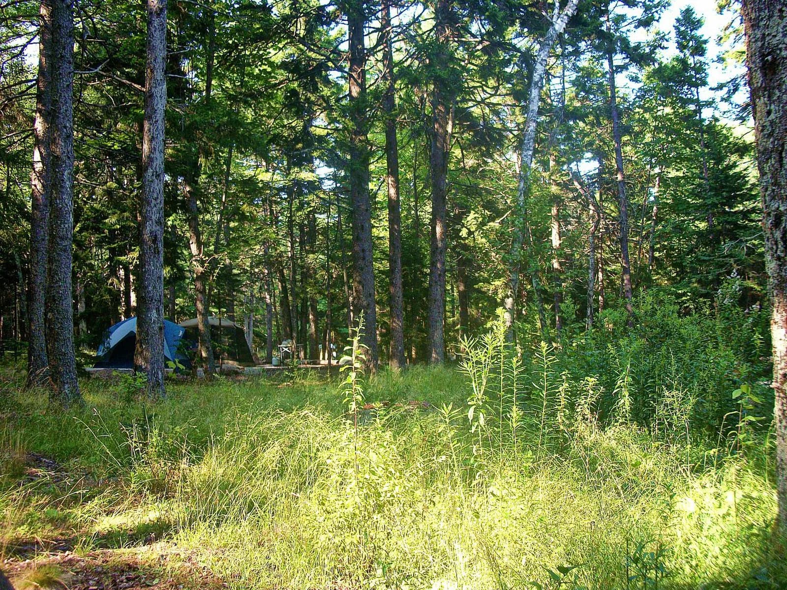 A wooded campsite with a blue tent between trees.