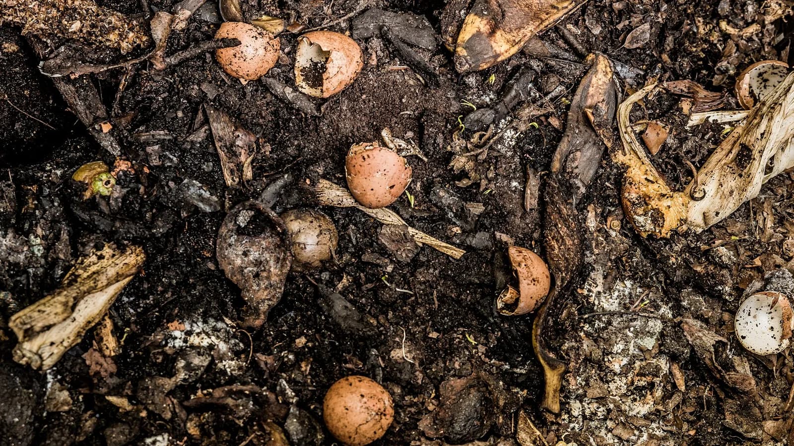 Food scraps mixed into a compost pile