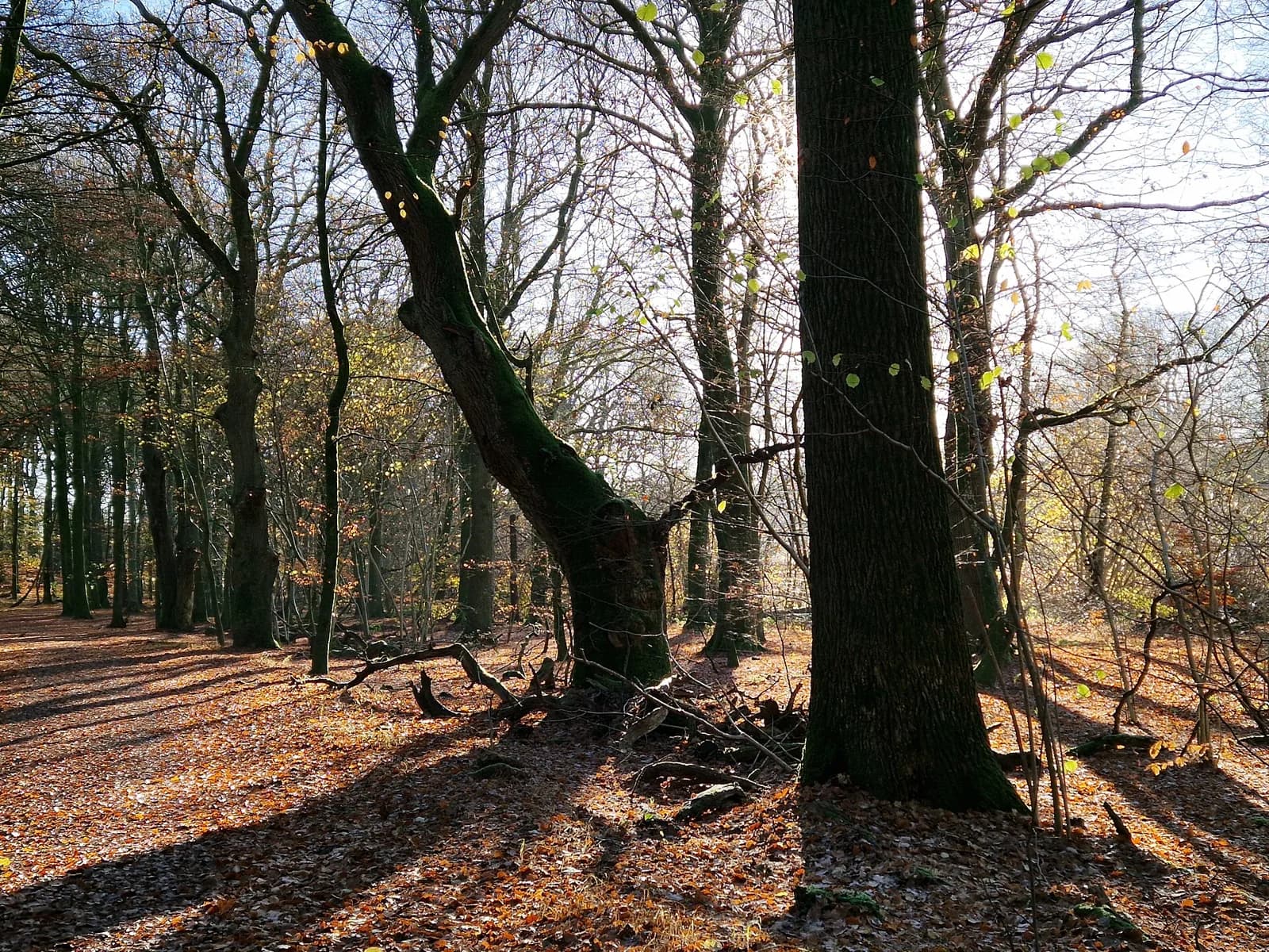 Sunlight between tall beech trees over a forest floor covered with leaves.