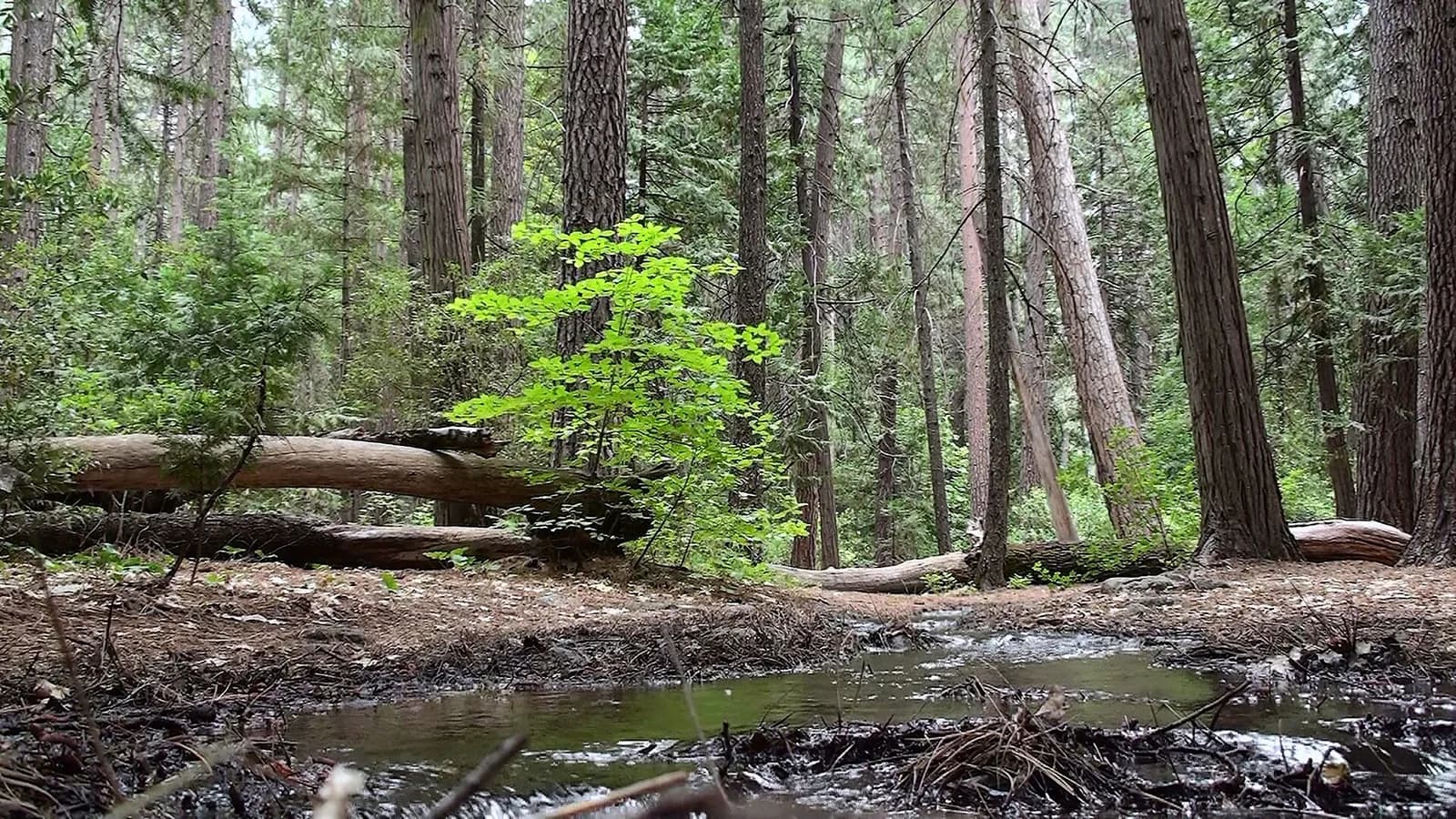 Tall woodland trees and fallen logs beside a small pool near Upper Pines.