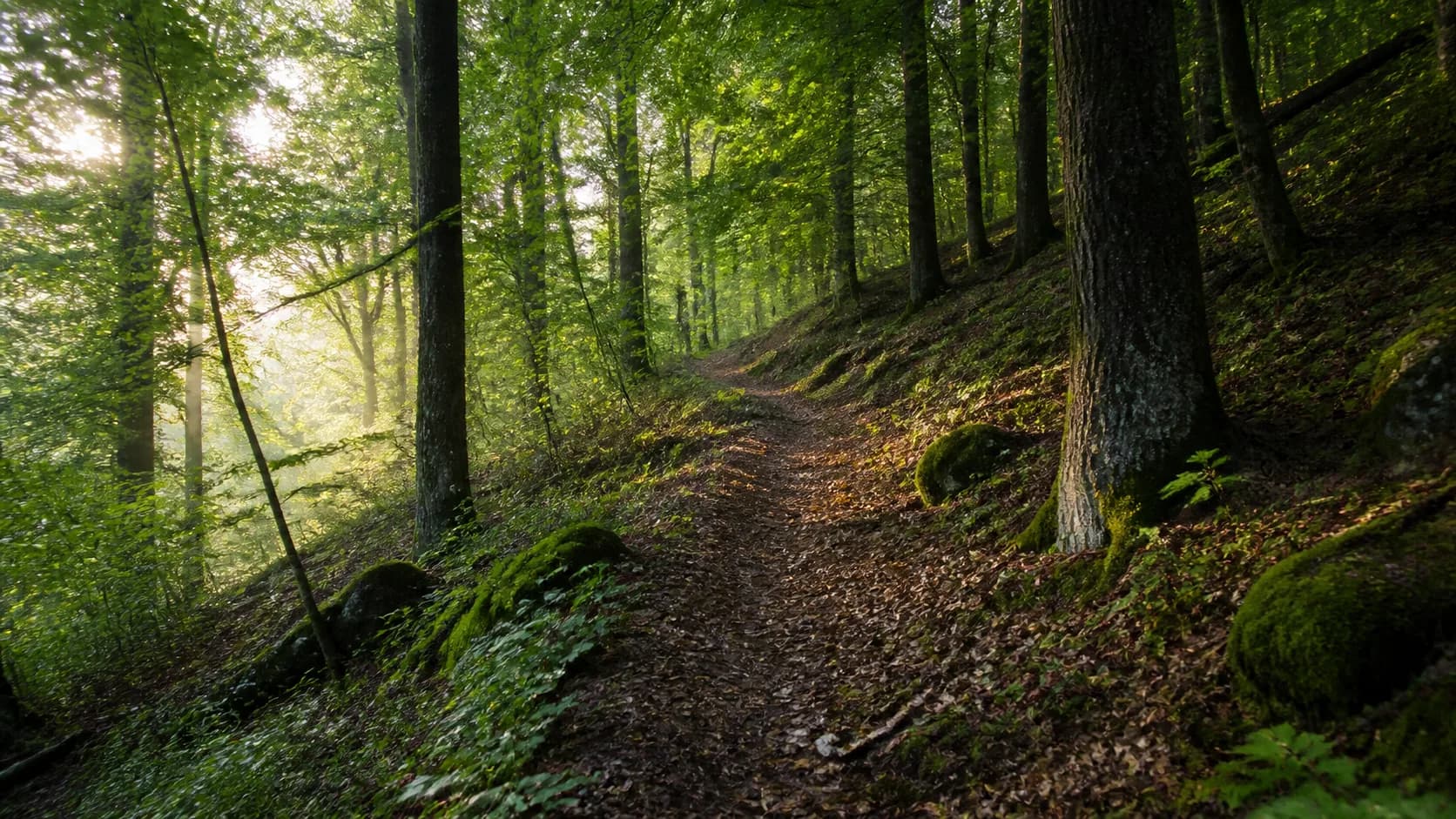 AI-generated illustration of a forest trail through broadleaf trees in Strandzha